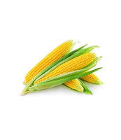Nattu Corn IND-(Makka solam)