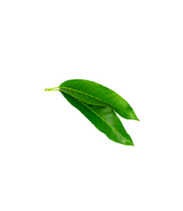 Mango Leaf (IND)