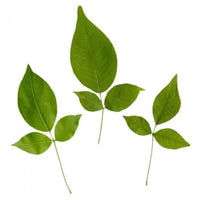 VILVAM LEAF(Bilva Leaves)