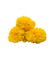 Yellow Marigold